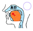 舌先が上あごに付く方